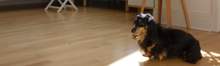 dog on hardwood flooring